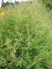 Thuja occidentalis 'Funny Fresh' 